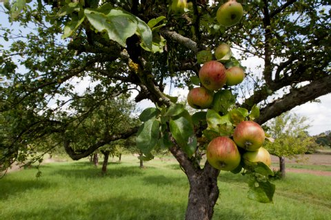 Streuobstwiese ist Natur und meistens Bio.